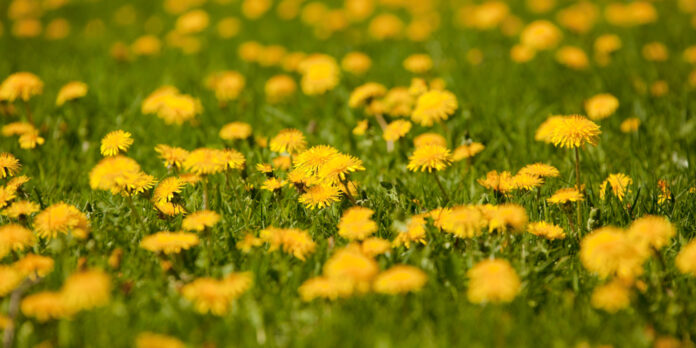 A gyermekláncfű szedése, fajtái és tárolása