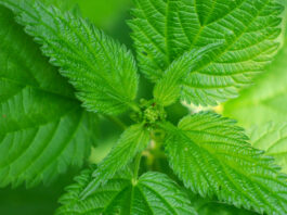 Ismerje meg az első 7 tavaszi gyógynövényt!