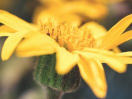 Tudományosan is igazolt a természetes gyógyító: újra hódít az árnika