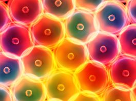 Emlékező sejtek? Sejtszinten is tárolhatók a traumák egyes kutatások szerint