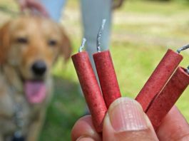 Így vigyázhatunk kedvenceinkre Szilveszterkor