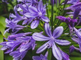 Veszélyes növények