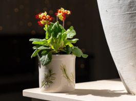 Május első vasárnapján a nehéz helyzetben lévő anyák sem maradhatnak virág nélkül